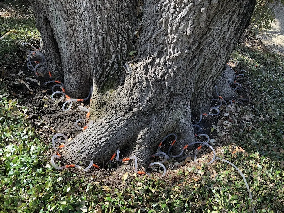 Detailed Tree Cabling and Bracing job site in Moody