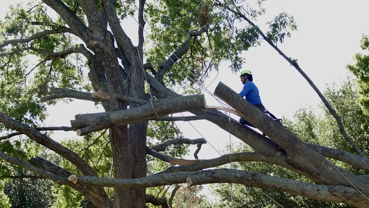 Professional Hazardous Tree Removal performed by certified arborists in Moody